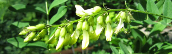 [:fr]ASTRAGALUS (Astragale) Gélules[:en]ASTRAGALUS Caps NATURE HEALTH[:]