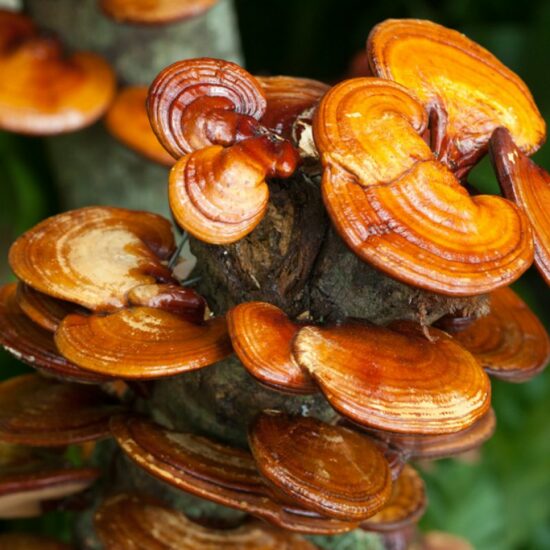 [:fr]ORGANIC GANODERMA LUCIDUM (Reishi) Ampoules[:en]GANODERMA LUCIDUM (Reishi) Vials NATURE HEALTH[:]