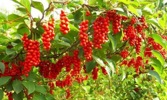 [:fr]FRUCTUS SCHISANDRA Ampoules[:en]FRUCTUS SCHISANDRA Vials NATURE HEALTH[:]