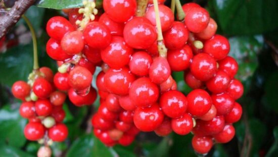 [:fr]FRUCTUS SCHISANDRA Ampoules[:en]FRUCTUS SCHISANDRA Vials NATURE HEALTH[:]
