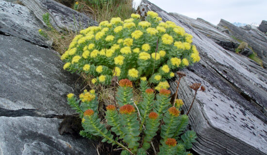 [:fr]RHODIOLA ROSEA Gélules[:en]RHODIOLA ROSEA Caps NATURE HEALTH[:]